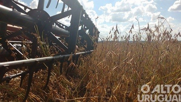 Inicia a colheita da soja no Rio Grande do Sul