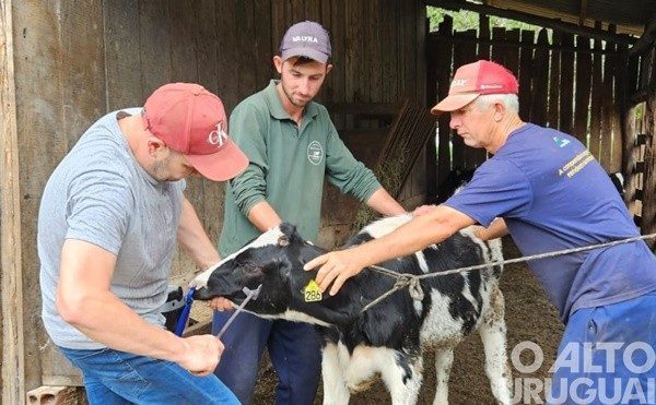 Cristal do Sul intensifica vacinação contra a brucelose bovina