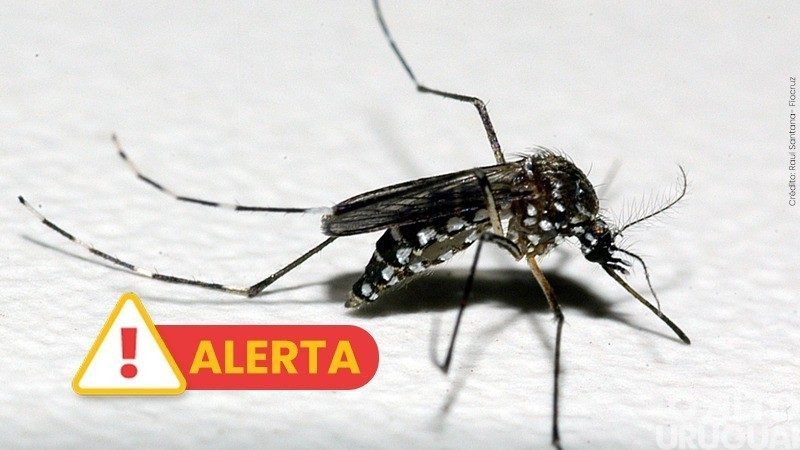 Emitido alerta epidemiológico para dengue e Chikungunya