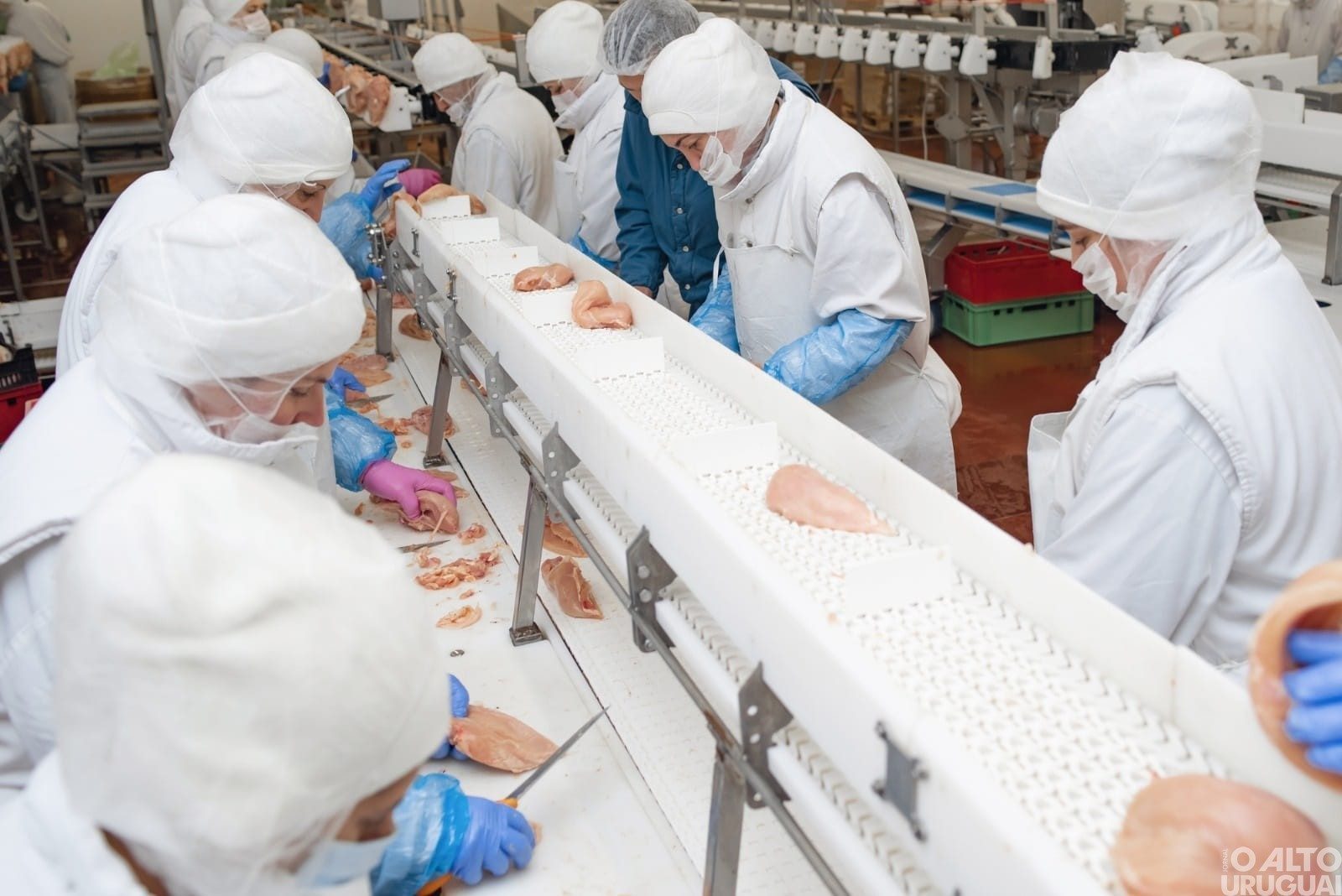 Países suspendem a importação de carne de aves do Brasil