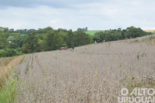 UFSM/FW inicia a colheita de soja em suas áreas experimentais