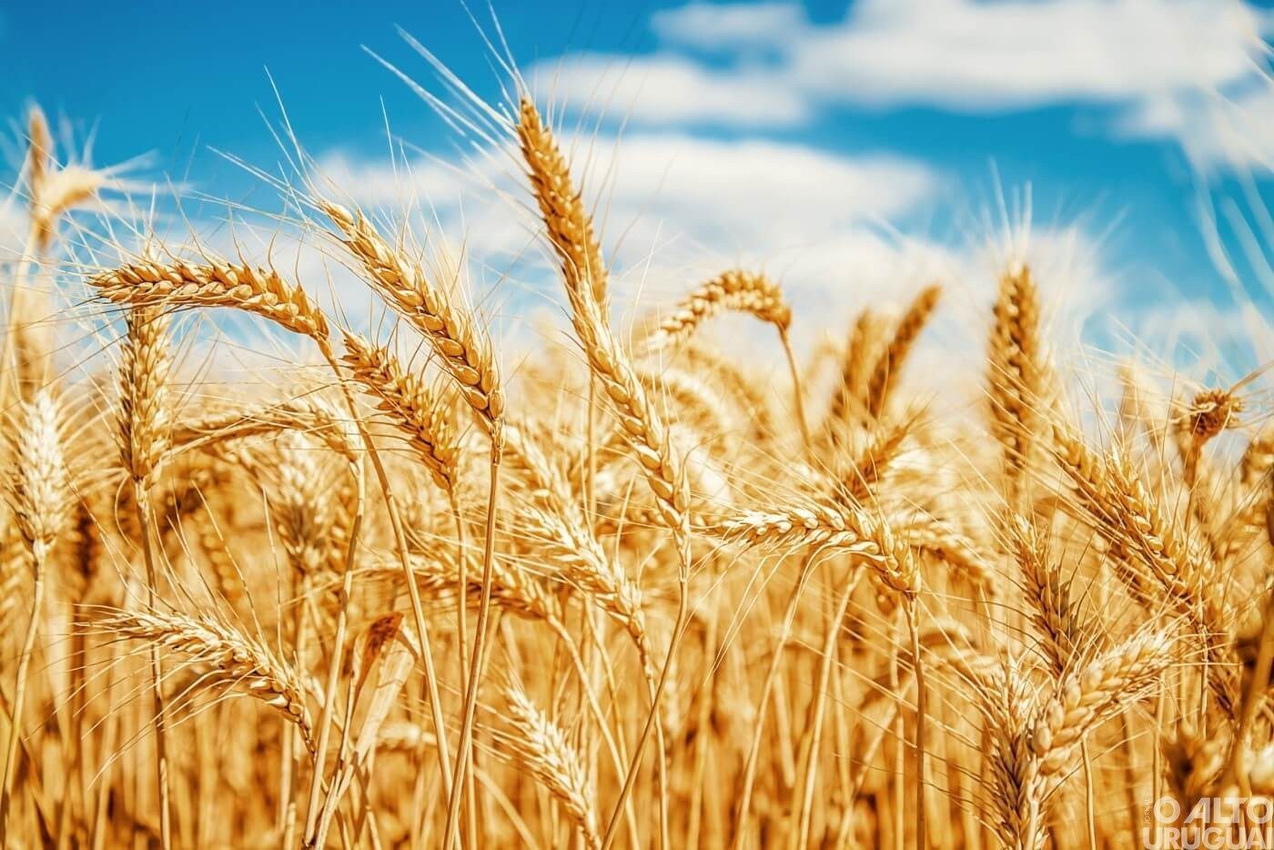 Tarde de campo da Cotrifred terá trigo como foco