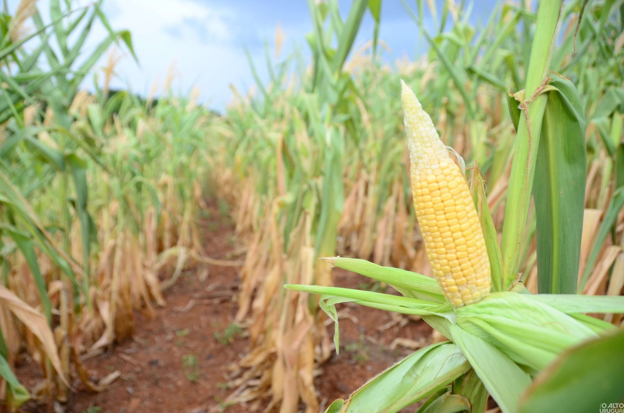 Ministra da Agricultura virá ao RS para averiguar prejuízos da seca