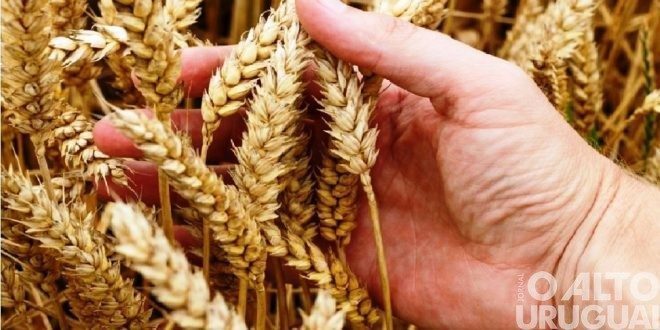 Encontro técnico sobre cereais de inverno acontece no dia 24