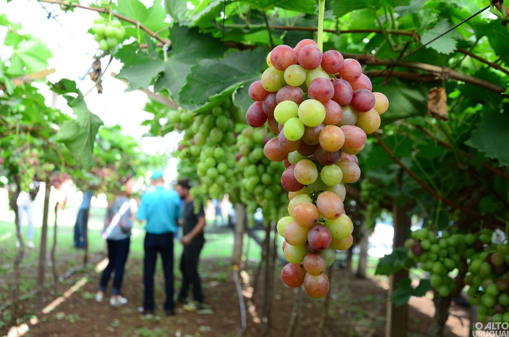 Produção de uva na região acompanha média estadual