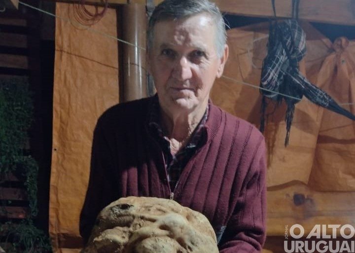 Produtor de Seberi colhe batata doce de 10kg