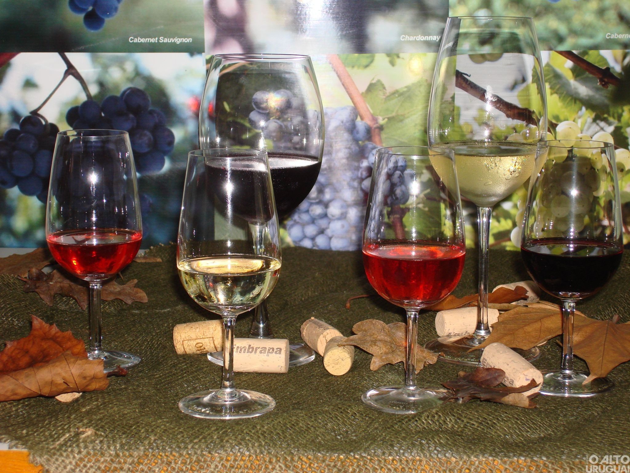 Abertas as inscrições para curso de elaboração de vinhos e suco de uva