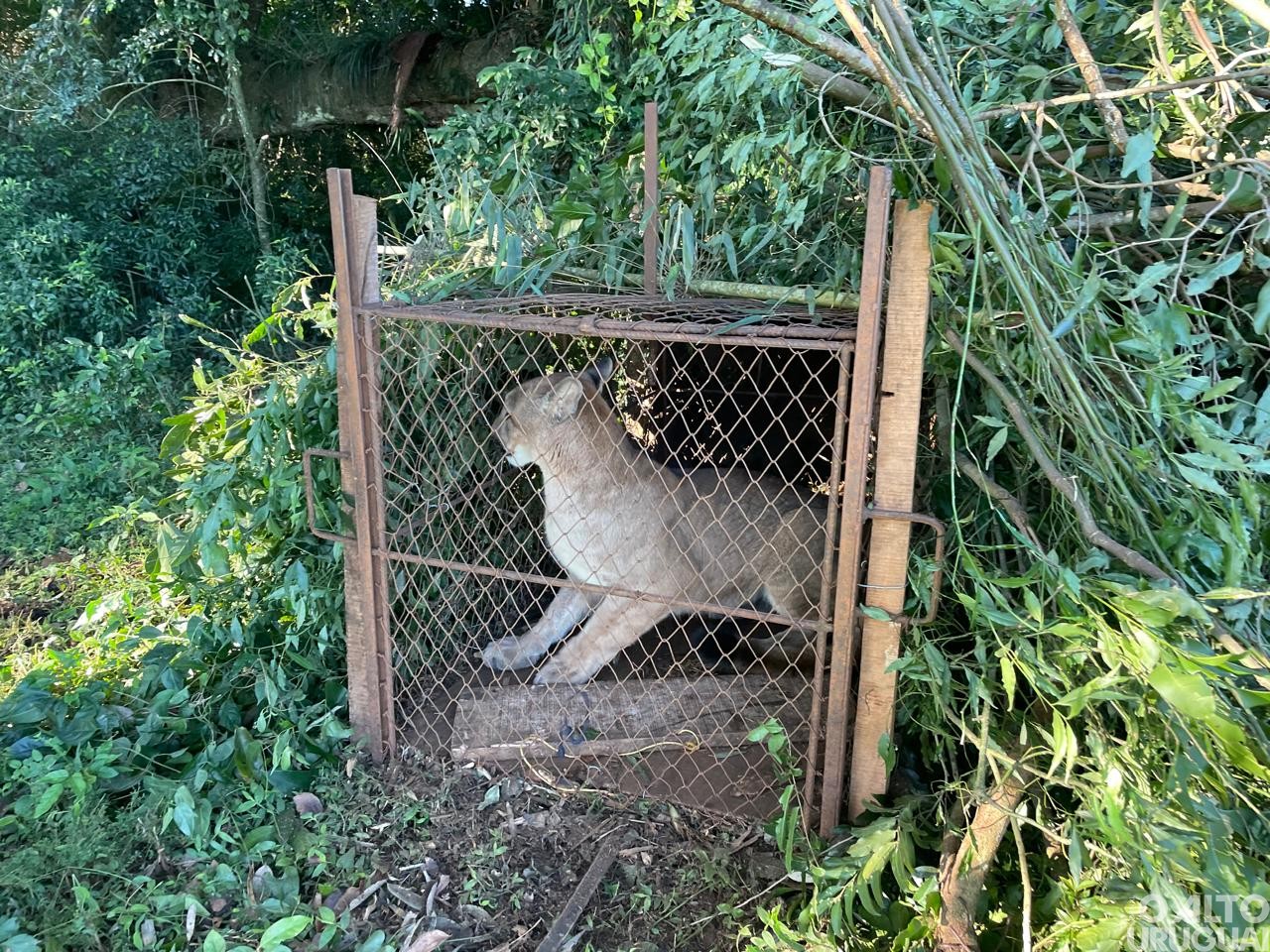 Batalhão Ambiental realiza salvamento de onça-parda em Palmeira das Missões