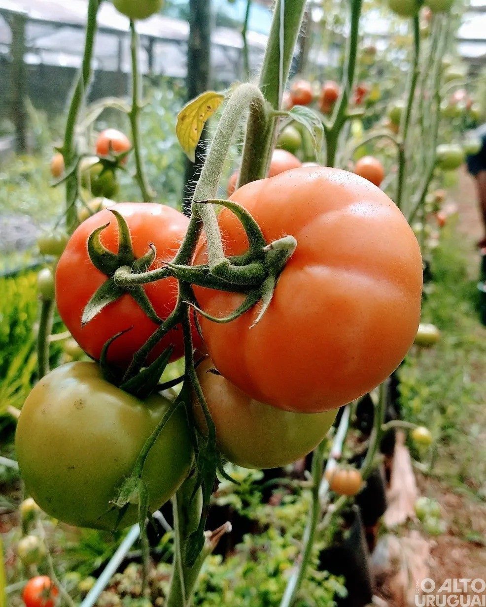 FW tem feiras agroecológicas cadastradas em plataforma nacional