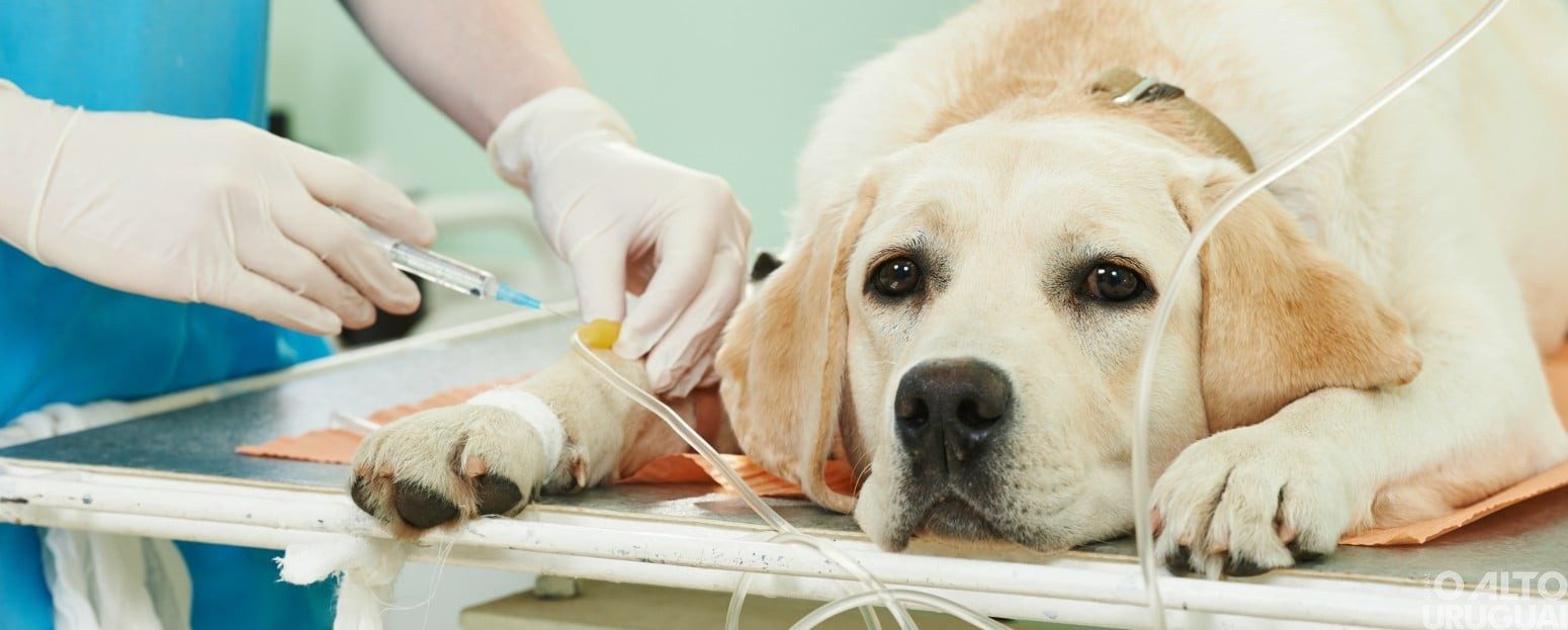 Parvovirose canina: doença grave exige atenção
