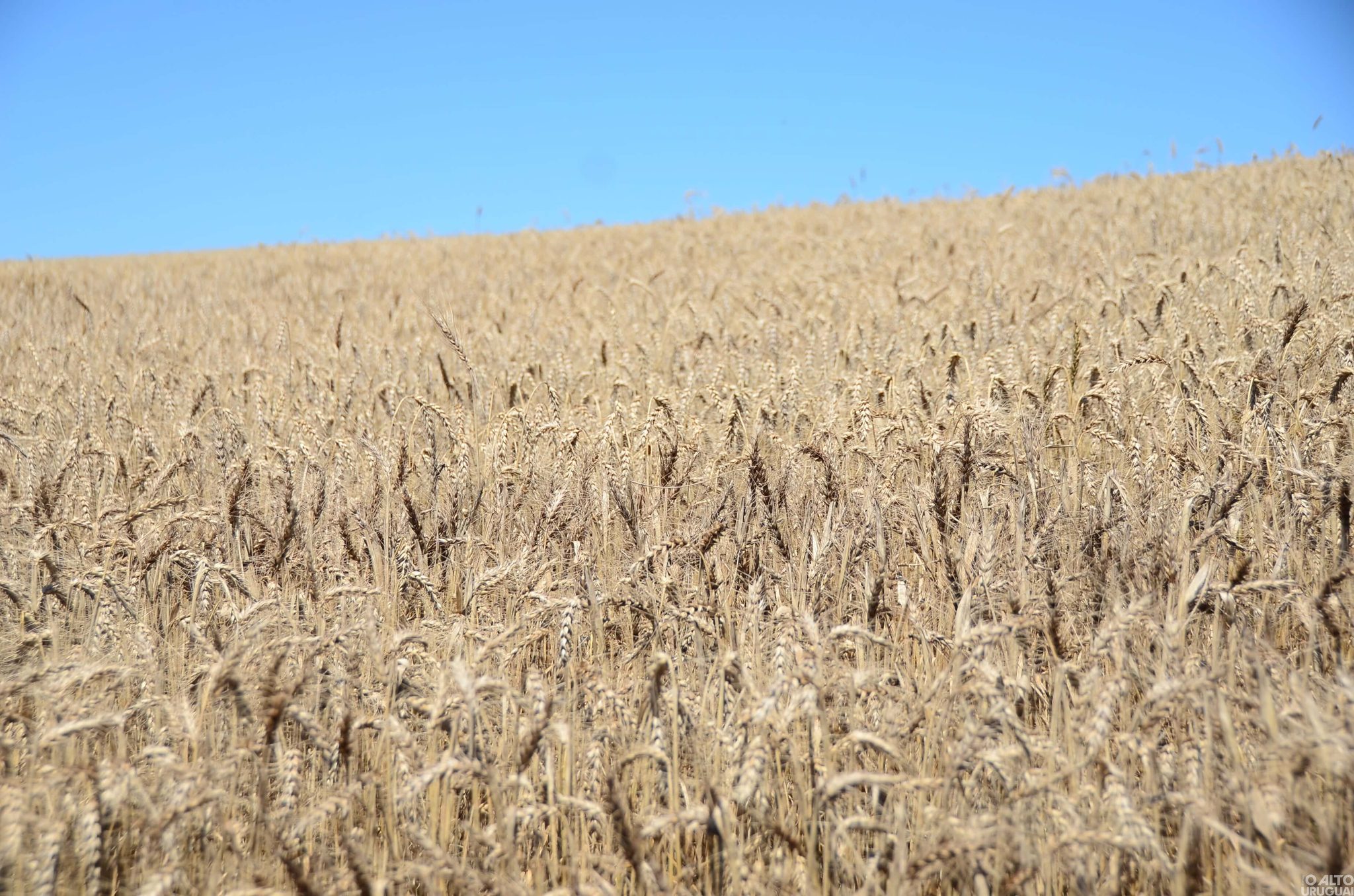 Exportações do agronegócio gaúcho têm alta de 65,9% no primeiro trimestre