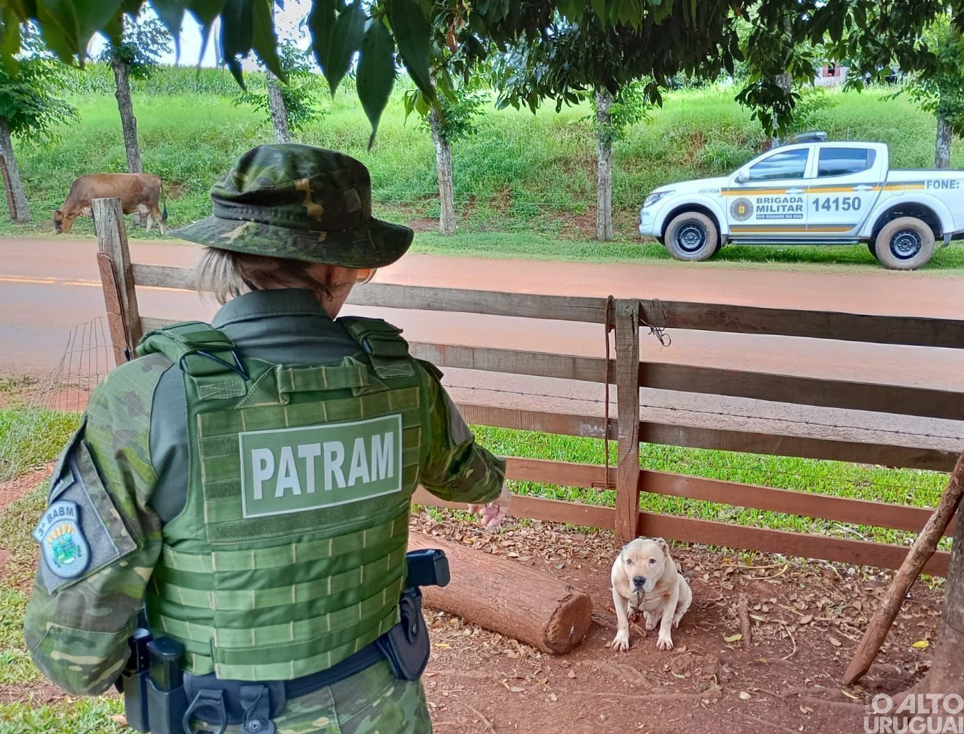Brigada Militar flagra caso de maus-tratos a cães em Jaboticaba