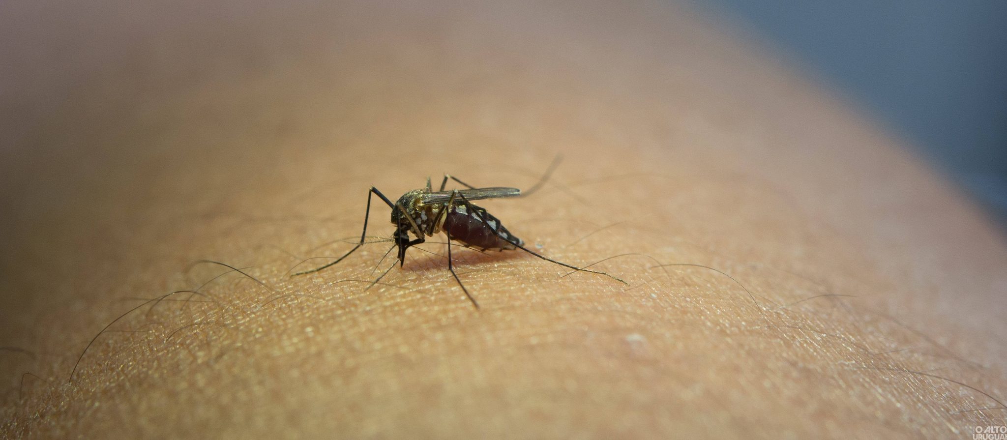 Área de abrangência da 2ªCRS contabiliza mais de 1,4 mil casos de dengue