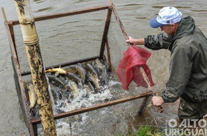 RS prevê comercializar mais de três mil toneladas de pescado na Semana Santa