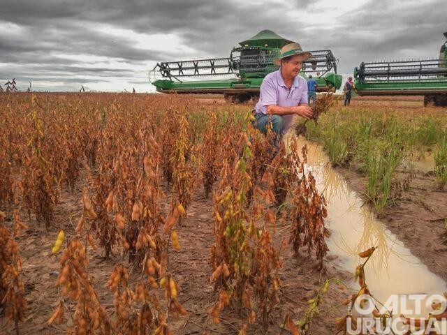 Produtores que tiveram perdas podem obter crédito com subvenção