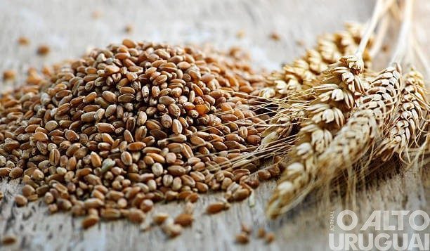 Projeto prevê implantação de URTs para produção de silagem de triticale