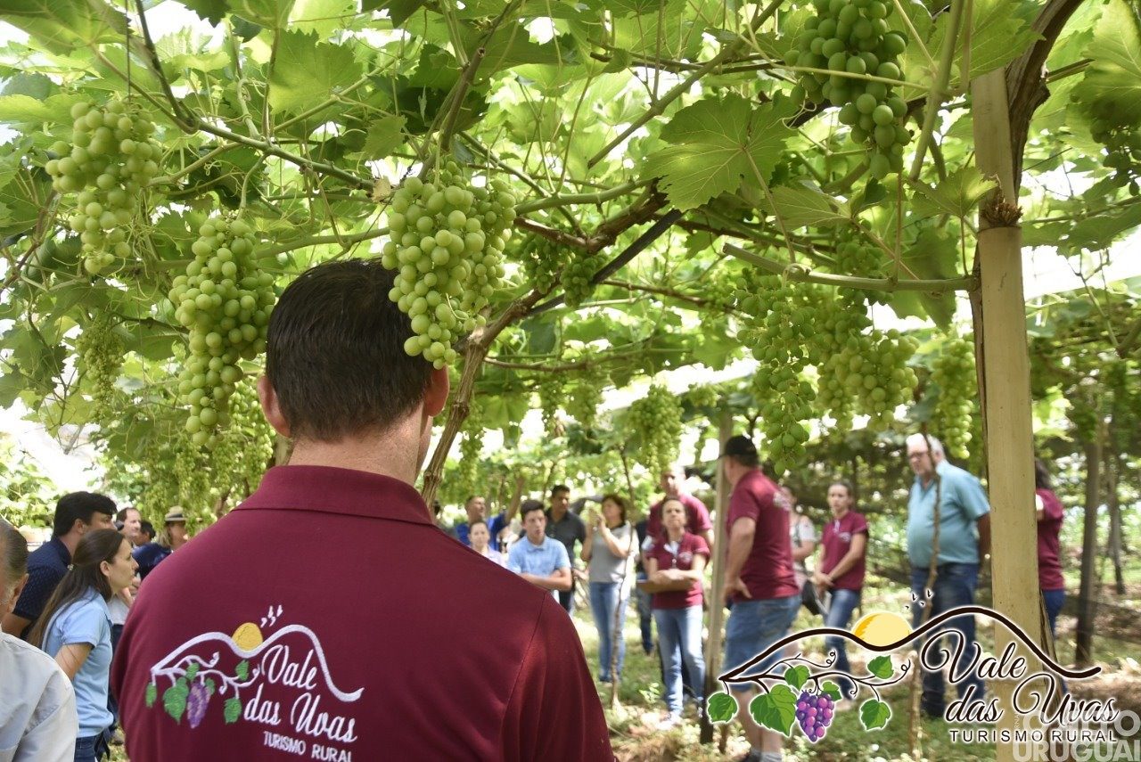 Vale das Uvas é exemplo de turismo rural em Planalto