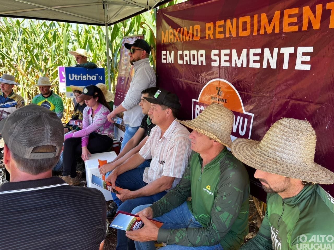 Cotrifred promove Dia de Campo de Milho em Vicente Dutra