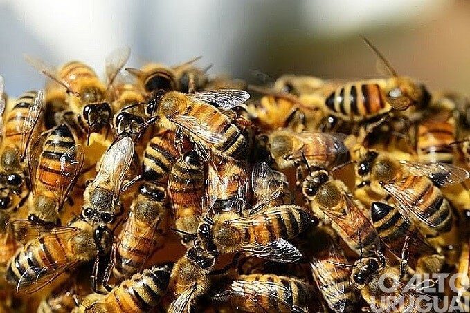 Saiba o que fazer em caso de ataques de abelhas