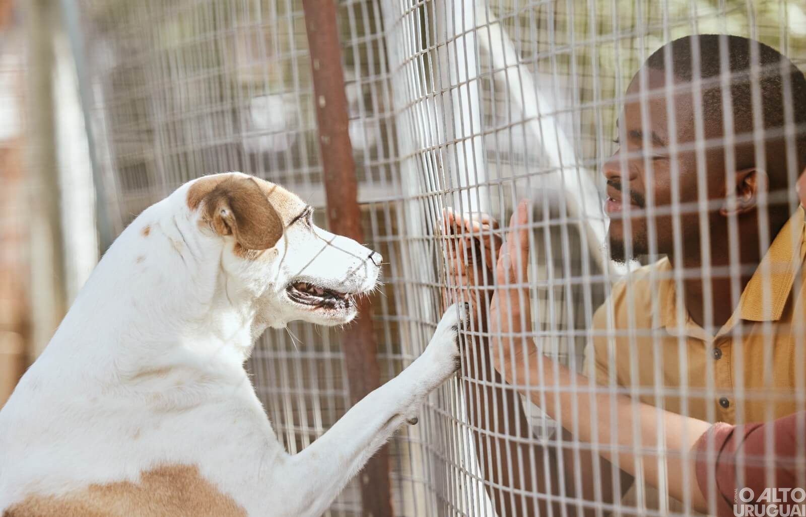 Iraí: 1ª Feira de Adoção de Pets já tem data marcada