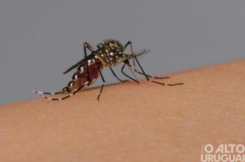 Confirmado primeiro óbito por dengue do RS em 2023