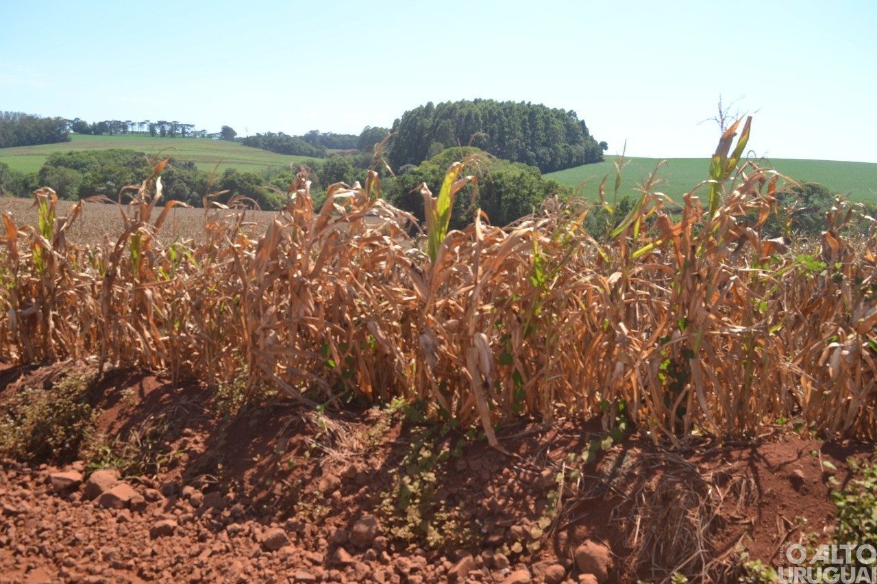 Rio Grande do Sul está entre um dos Estados mais afetados pela estiagem