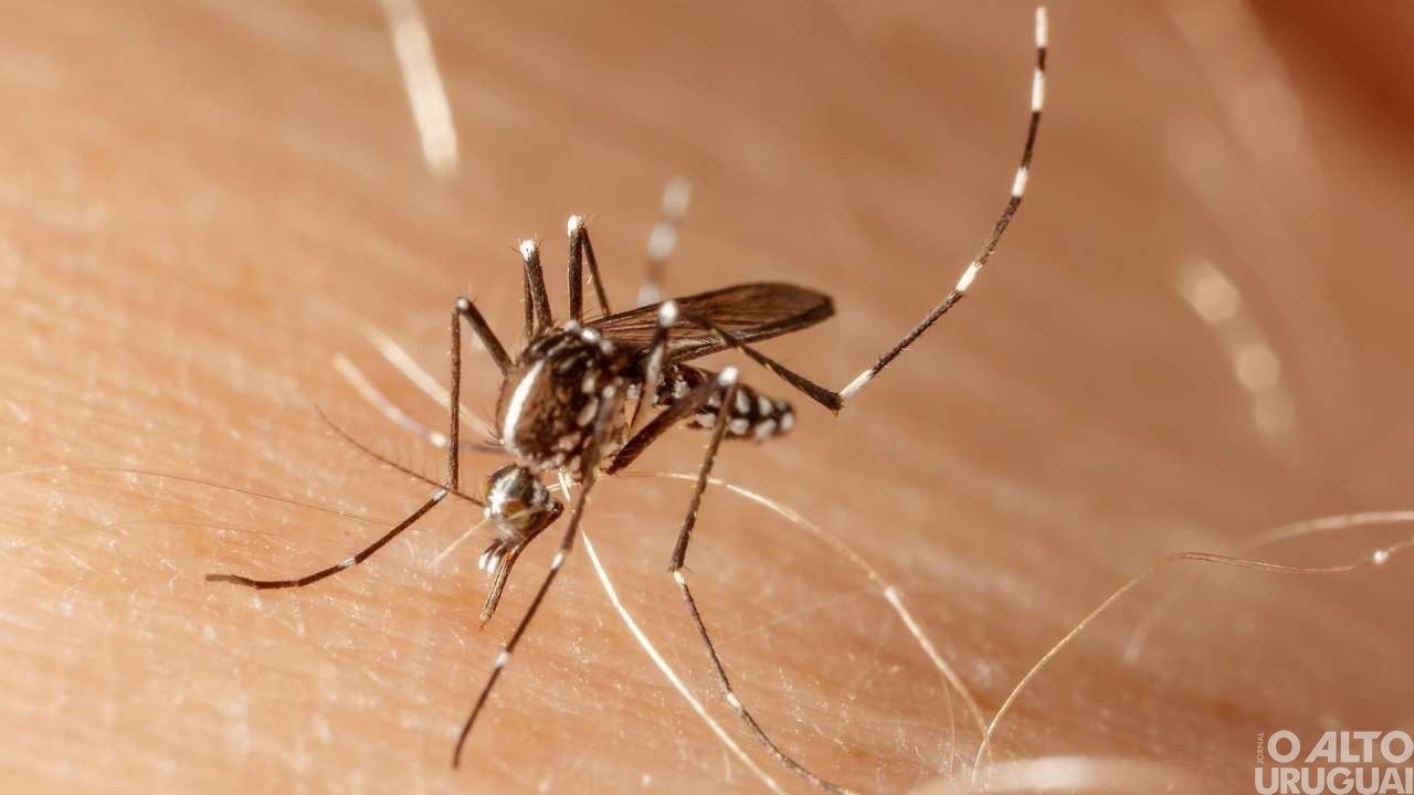 RS já registra 60 mortes por dengue em 2024