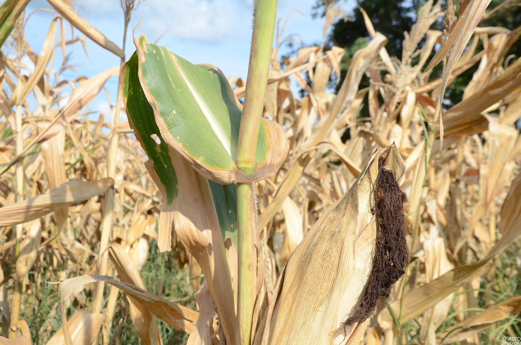 Extremos do clima fazem agricultura gaúcha perder R$ 44,5 bilhões