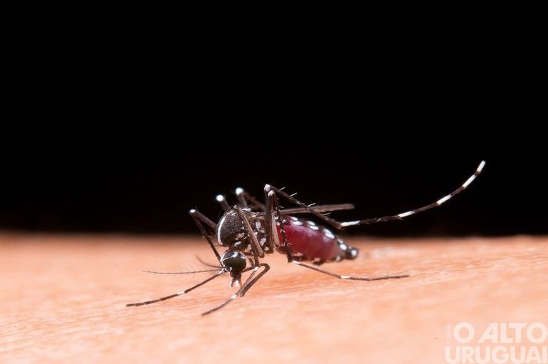 Mais sete óbitos por dengue são confirmados no RS