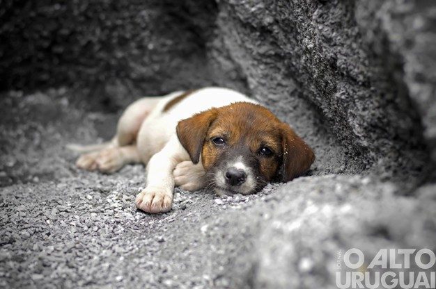 Abandono de animais cresce durante a temporada de verão
