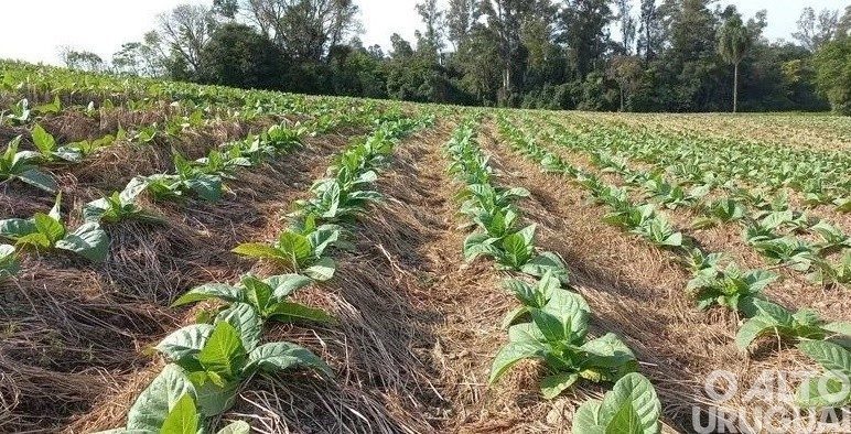 Classificação do tabaco passará a ser feita na propriedade rural