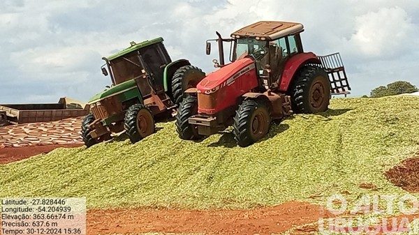 Avança colheita de milho para silagem e os resultados são adequados