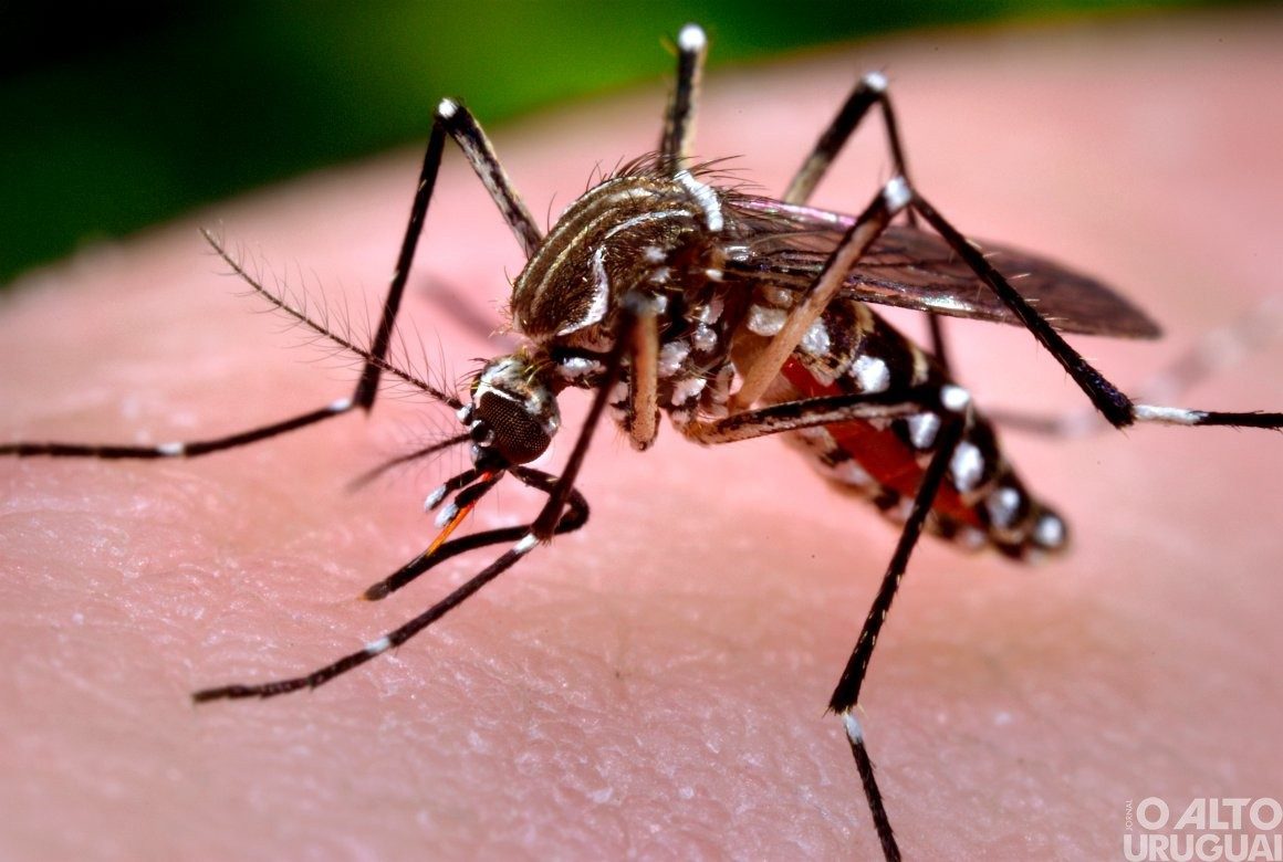 Primeira morte por febre Chikungunya da história do RS é registrada em Carazinho
