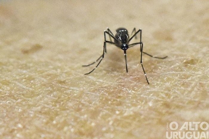 RS registra 191 óbitos por dengue