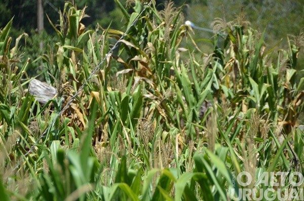 Quatro dos 10 municípios do Estado em decreto de emergência são da região