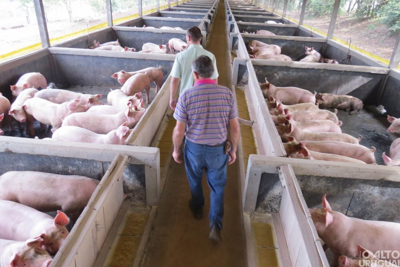 Dia da Suinocultura é celebrado com aumento no consumo e exportações recorde