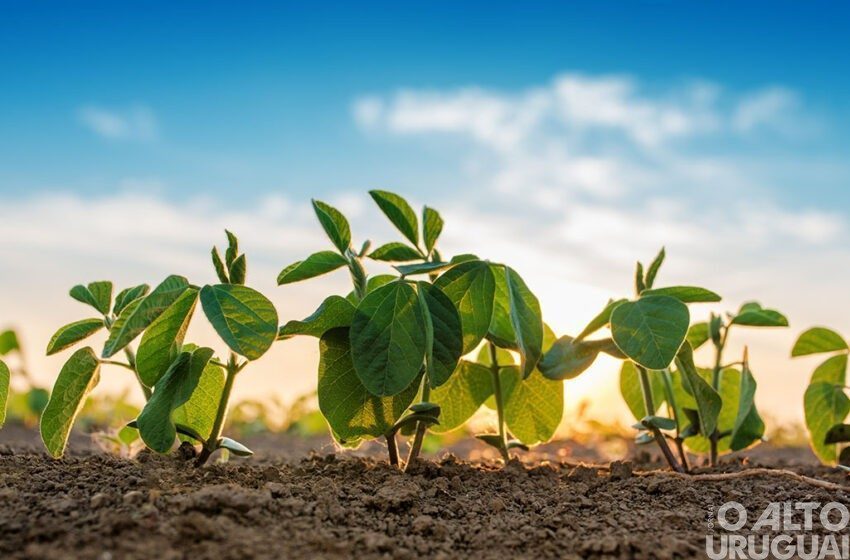 La Niña deve provocar períodos de estiagem e impactar na produção de soja