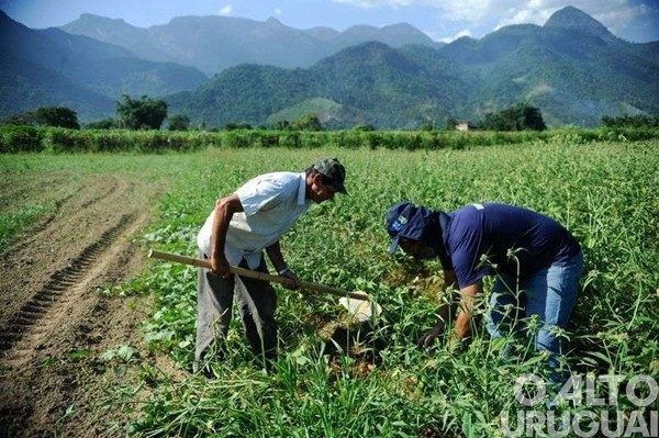 Plano Safra da Agricultura Familiar terá R$ 76 bilhões em crédito rural