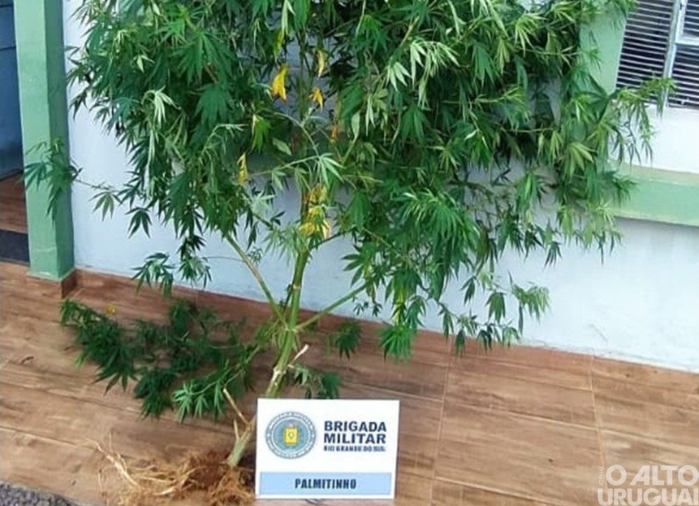 Brigada Militar apreende planta análoga à maconha em Palmitinho