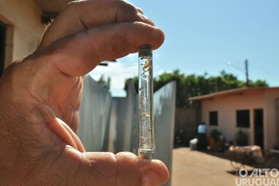 Estado chega a quase 100 vítimas por dengue em 2024