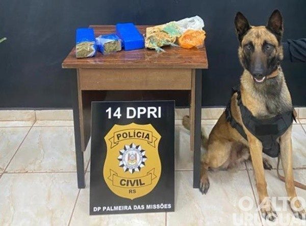 Palmeira das Missões: Polícia Civil desmancha depósito de drogas