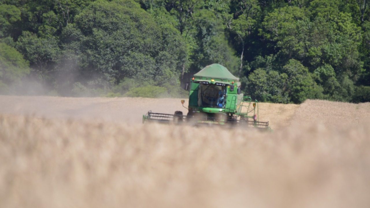 Região de FW acompanha queda da área dedicada ao trigo