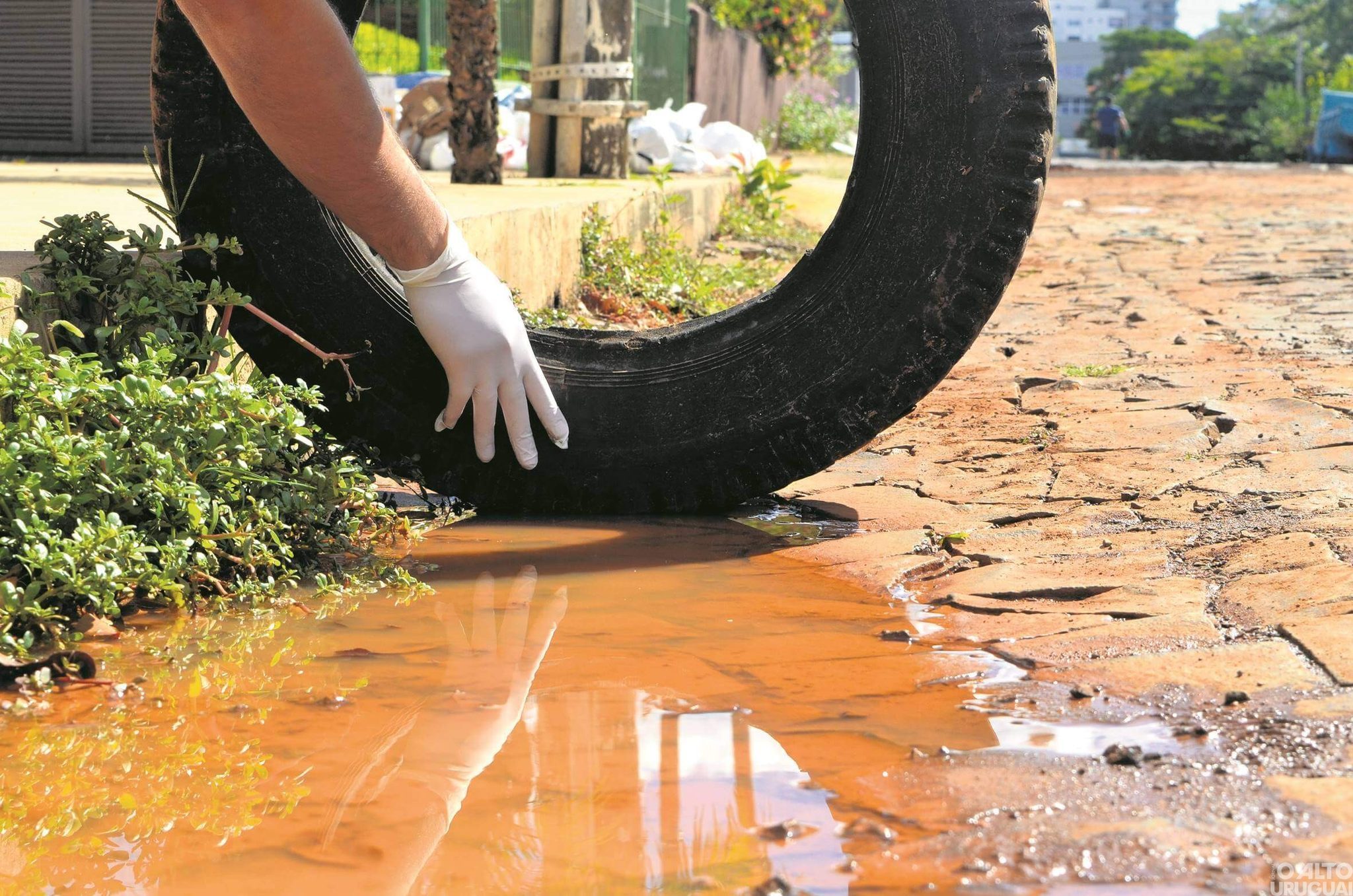 Região tem aumento nos casos de dengue