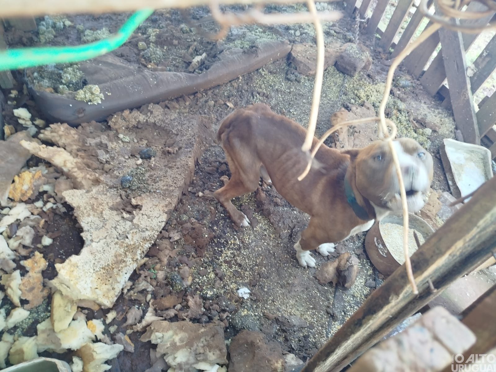 Flagrado maus-tratos a cão em Boa Vista das Missões