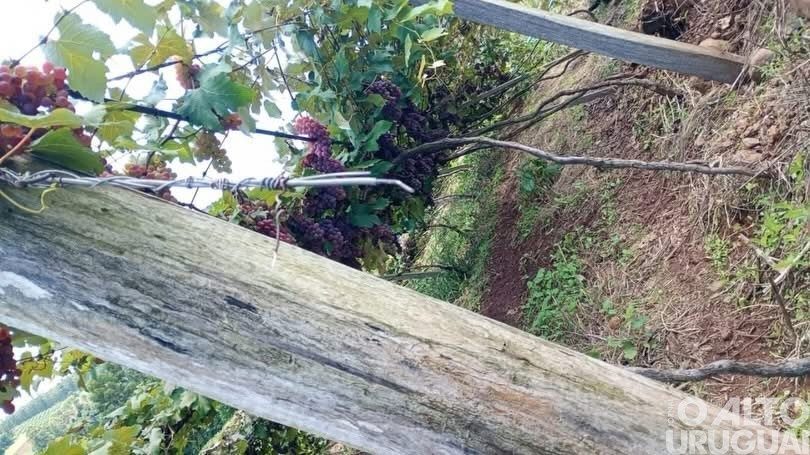 Partes de parreirais são destruídas em Alpestre