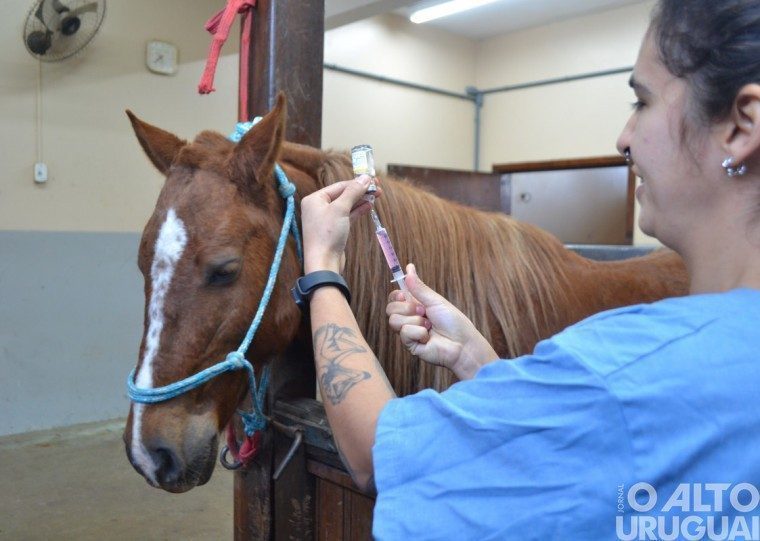 Cavalo Caramelo segue se recuperando em Canoas