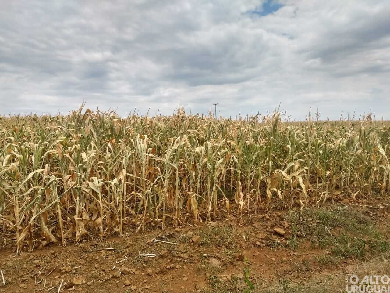 Governo gaúcho anistia dívidas do Troca-Troca devido à estiagem