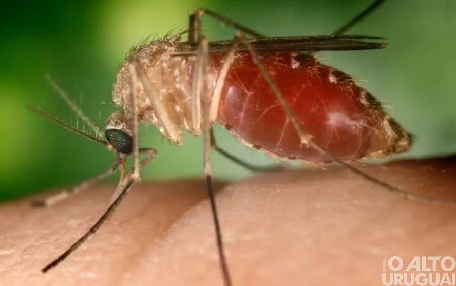Ministério da Saúde confirma duas mortes por febre oropouche