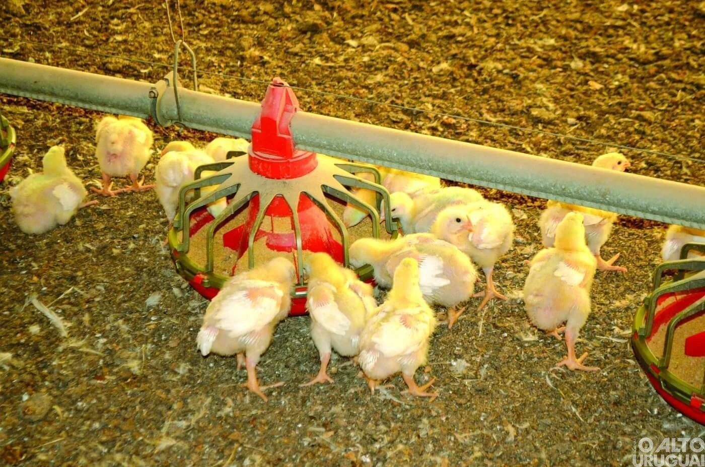 Brasil bate recorde na exportação de frango em 2022