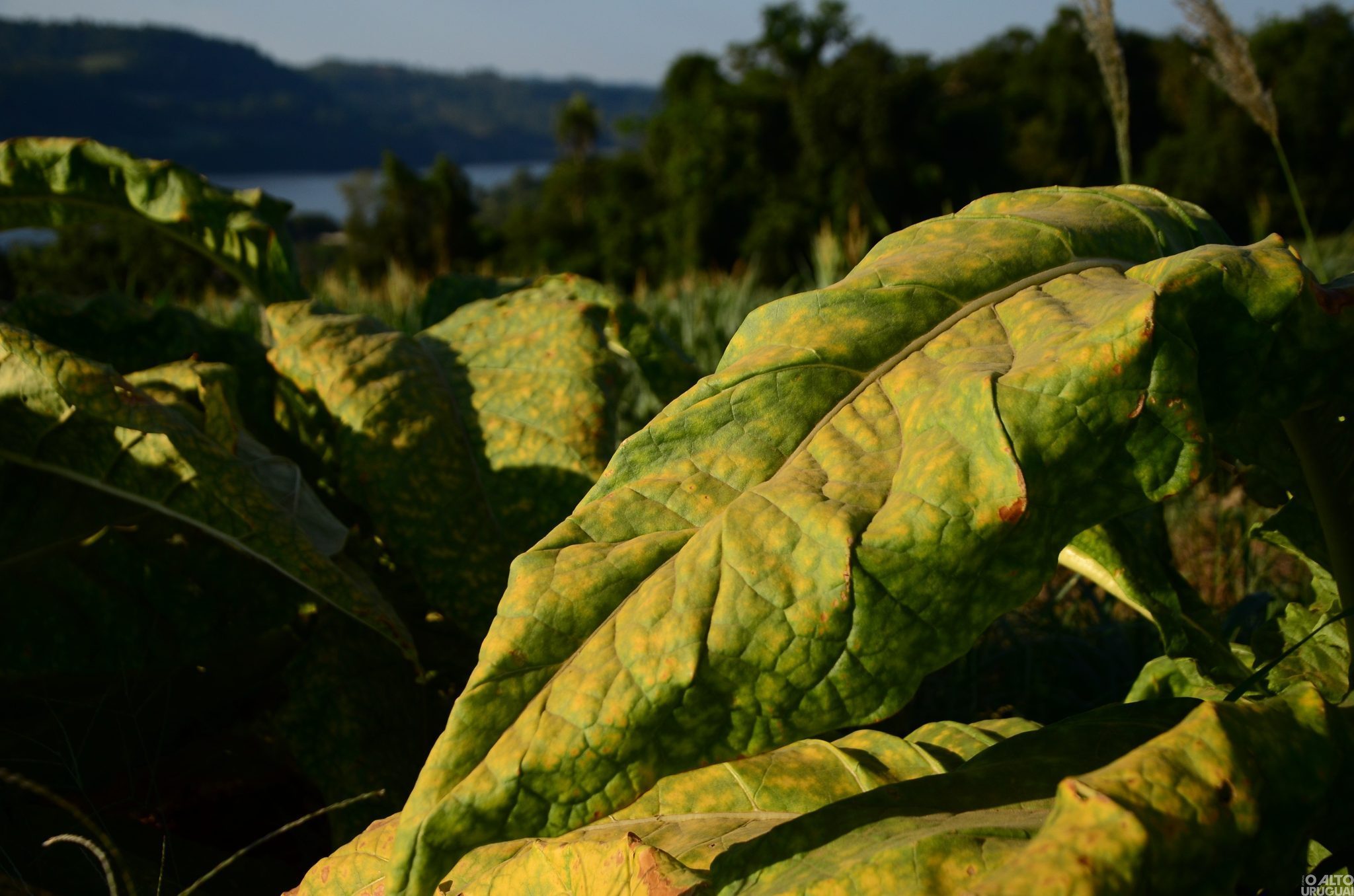 Crescimento na produção de tabaco no Médio Alto Uruguai supera os 30%